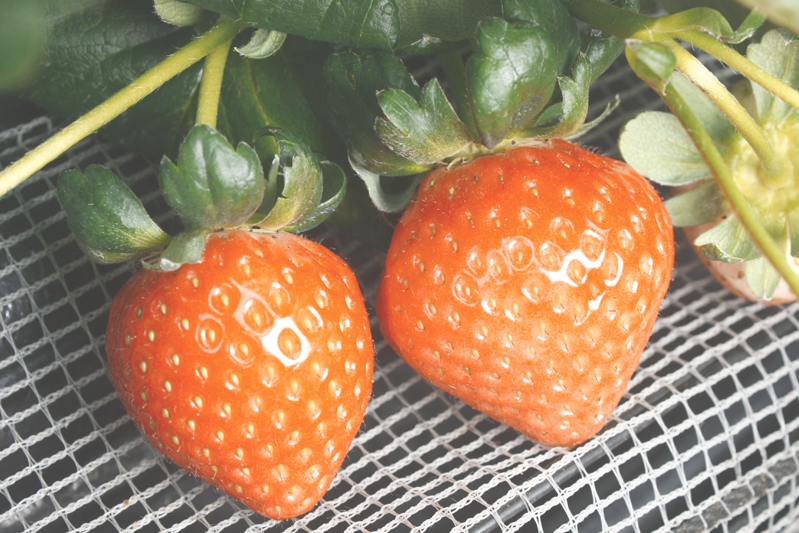 恋みのりの色は朱色っぽい感じ