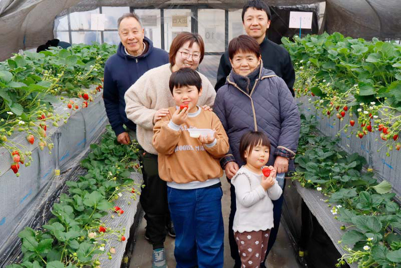 あきらいちご園苺狩り1月