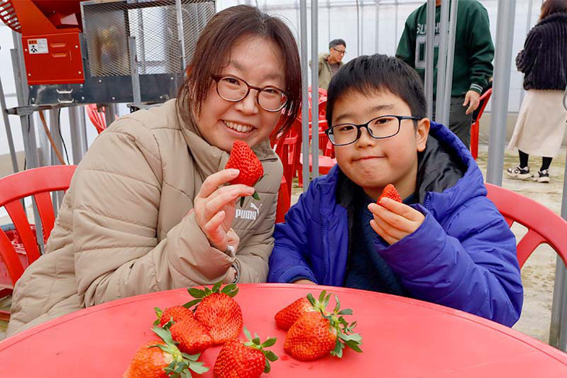 あきらいちご園苺狩り1月