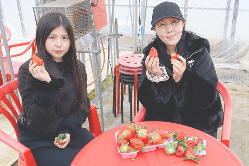 あきらいちご園苺狩り4月