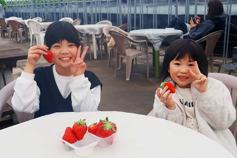 あきらいちご園苺狩り1月