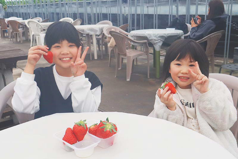 あきらいちご園苺狩り1月