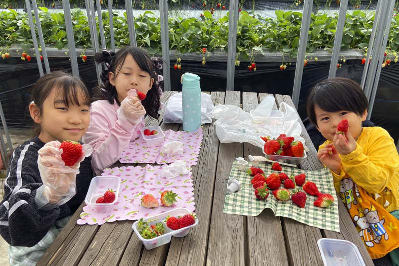 苺ハウスにも雪が積もりはじめました