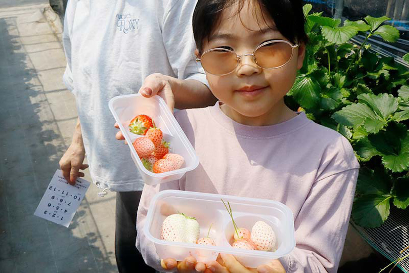 苺ハウスにも雪が積もりはじめました