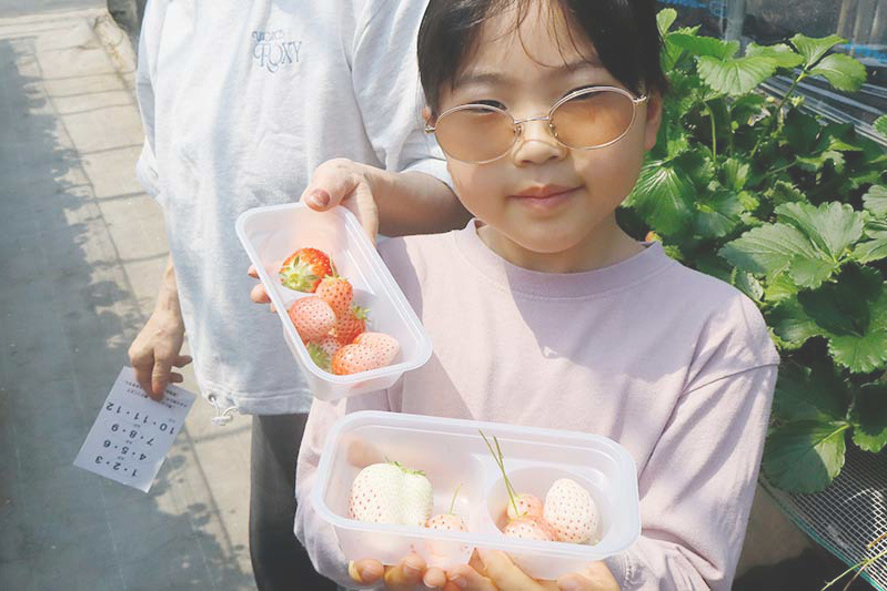 苺ハウスにも雪が積もりはじめました