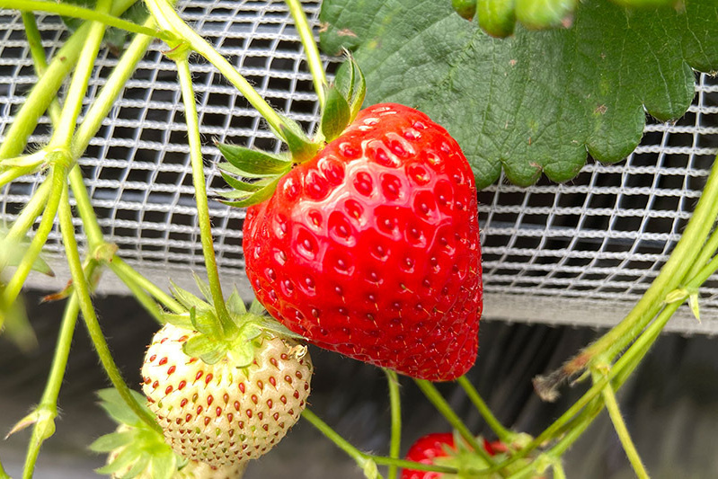 あきらいちご園苺狩り4月