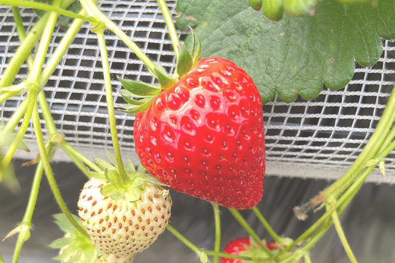 あきらいちご園苺狩り4月