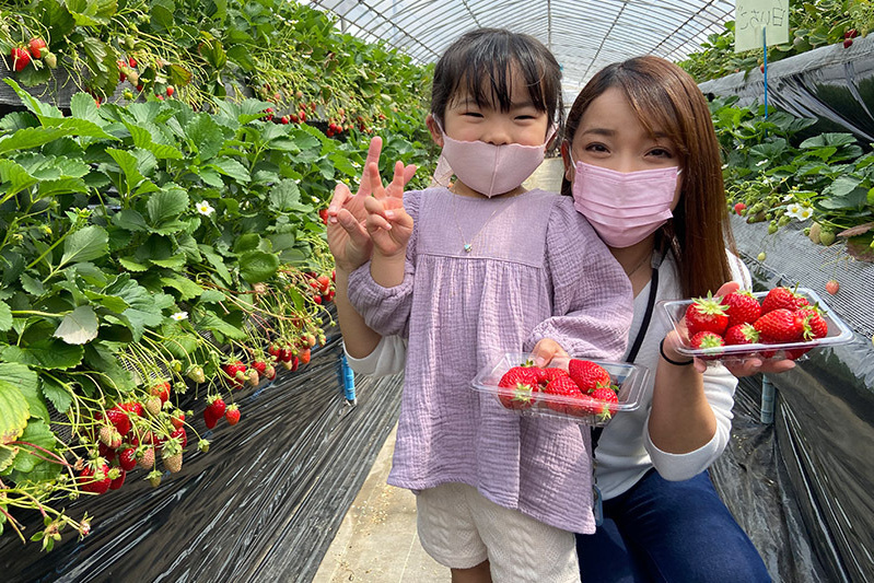 あきらいちご園苺狩り4月