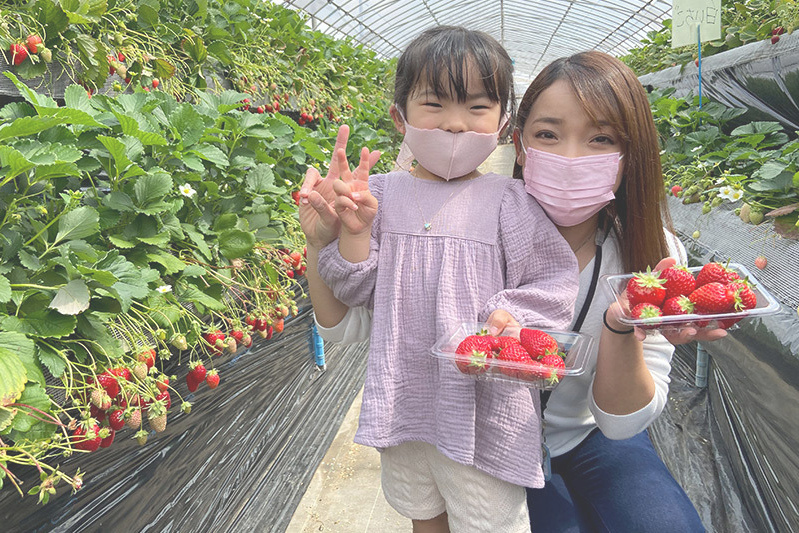 あきらいちご園苺狩り4月
