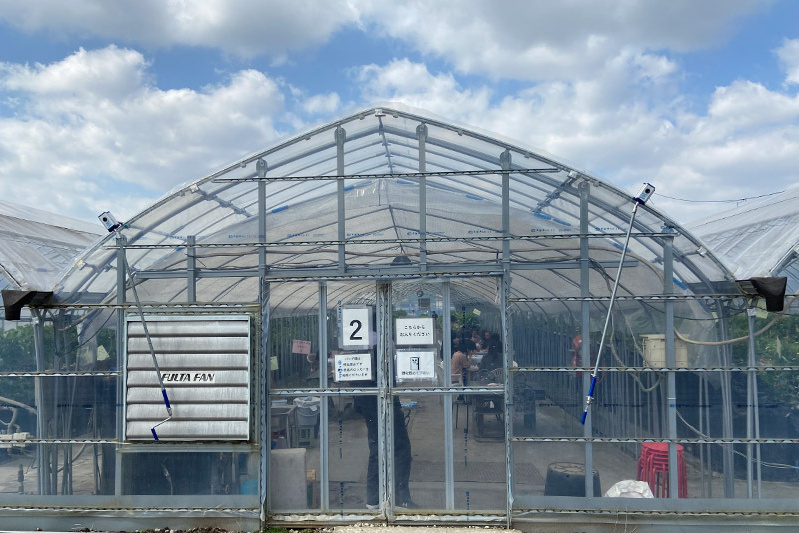 あきらいちご園苺狩り4月