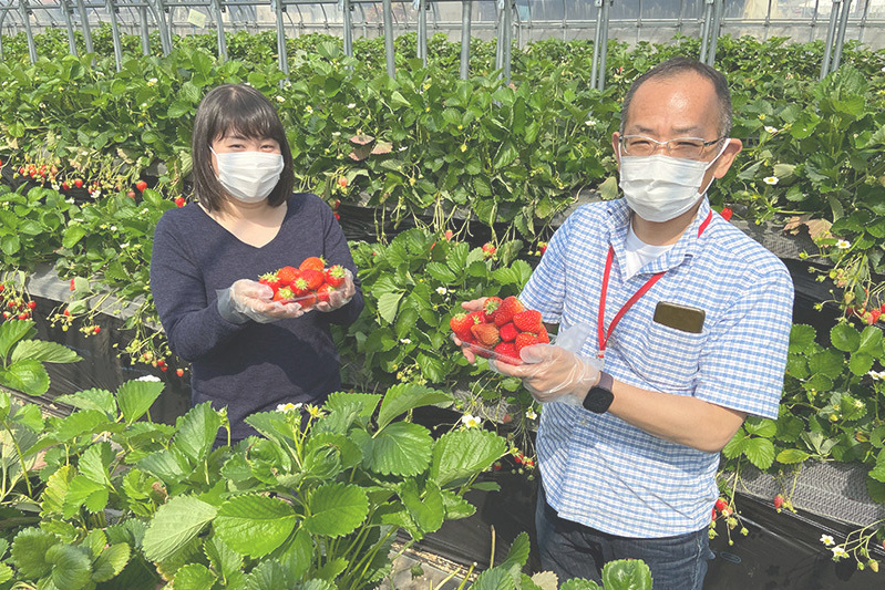 あきらいちご園苺狩り4月