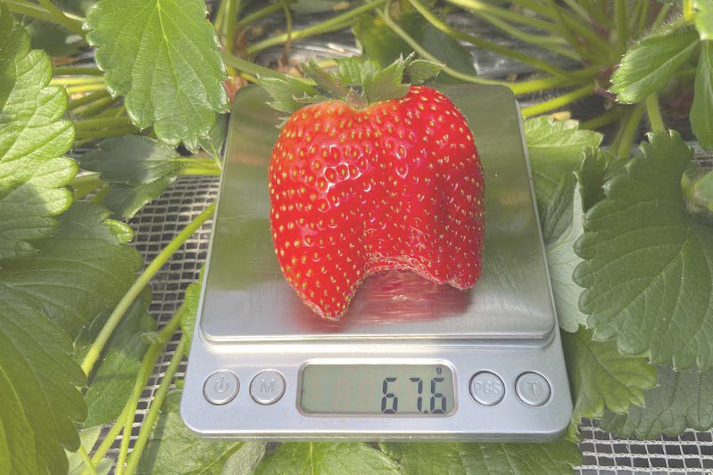 苺狩りは慣れていらっしゃいますね