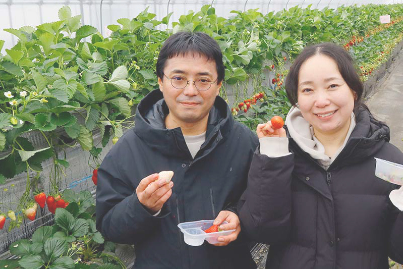 苺狩りは慣れていらっしゃいますね