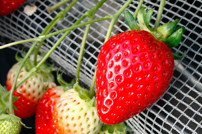 あきらいちご園苺狩り4月