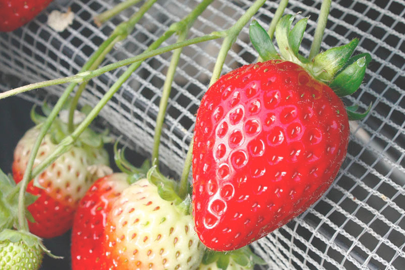 あきらいちご園苺狩り4月