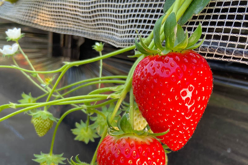 あきらいちご園苺狩り4月