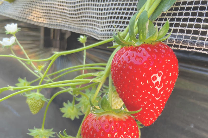 あきらいちご園苺狩り4月