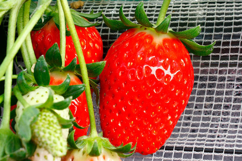 あきらいちご園苺狩り4月