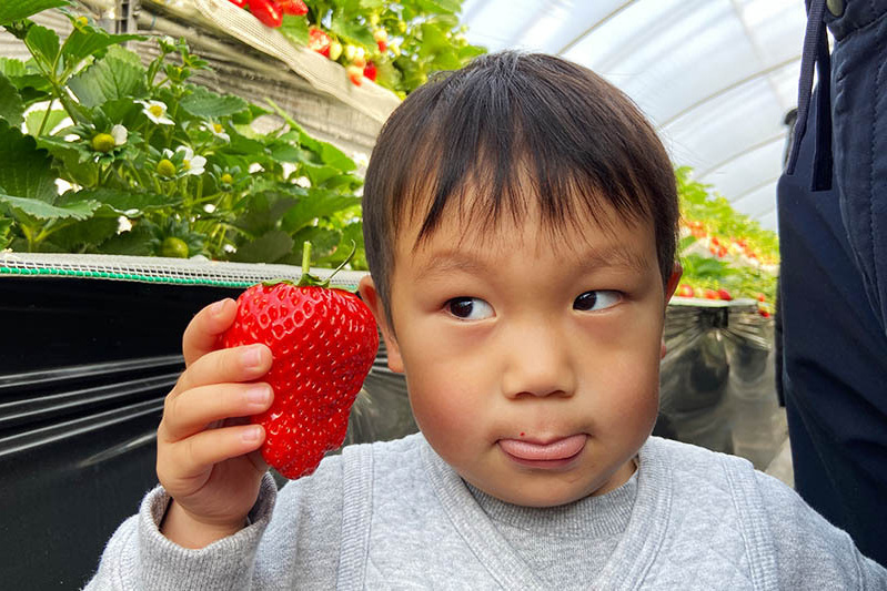 あきらいちご園苺狩り4月
