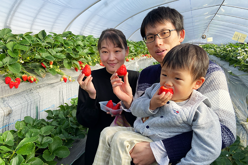 あきらいちご園苺狩り4月