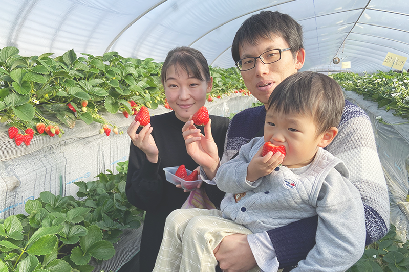 あきらいちご園苺狩り4月