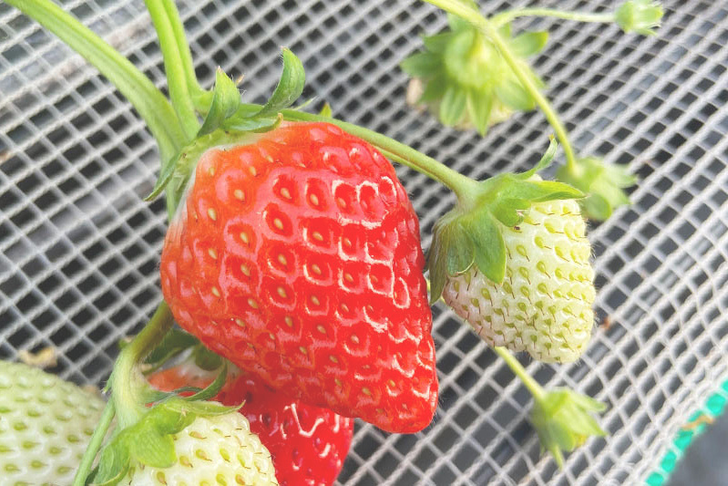 あきらいちご園苺狩り4月