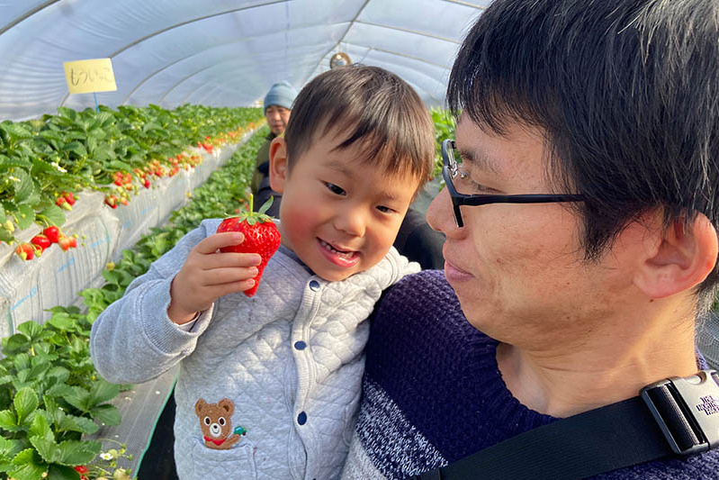 あきらいちご園苺狩り4月