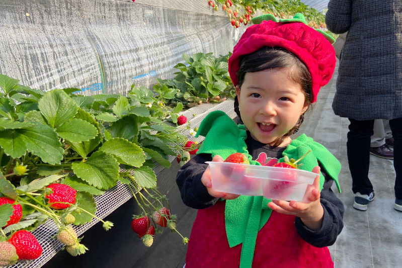 あきらいちご園苺狩り4月