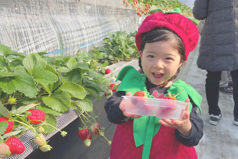 あきらいちご園苺狩り4月