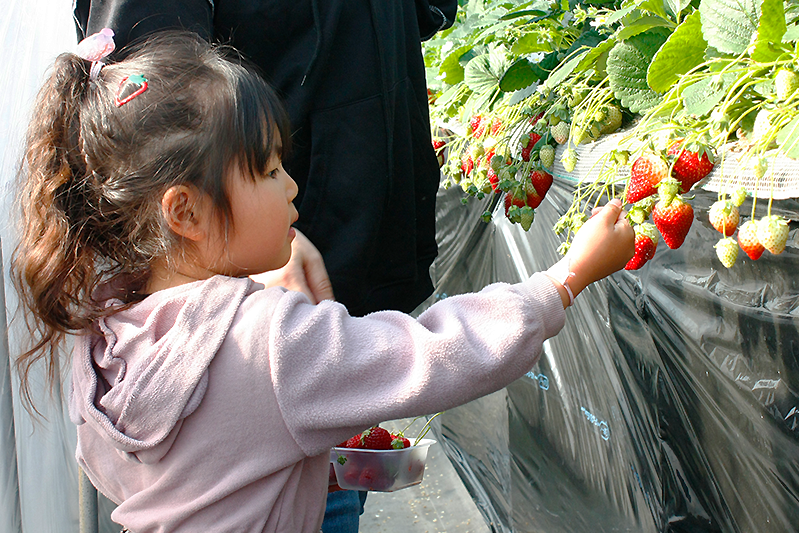 あきらいちご園苺狩り4月