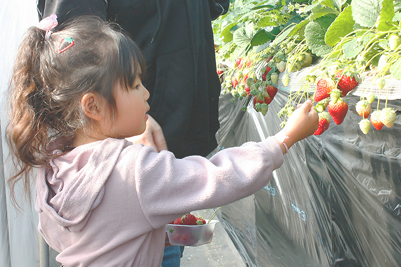 あきらいちご園苺狩り4月