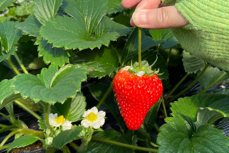 あきらいちご園苺狩り4月
