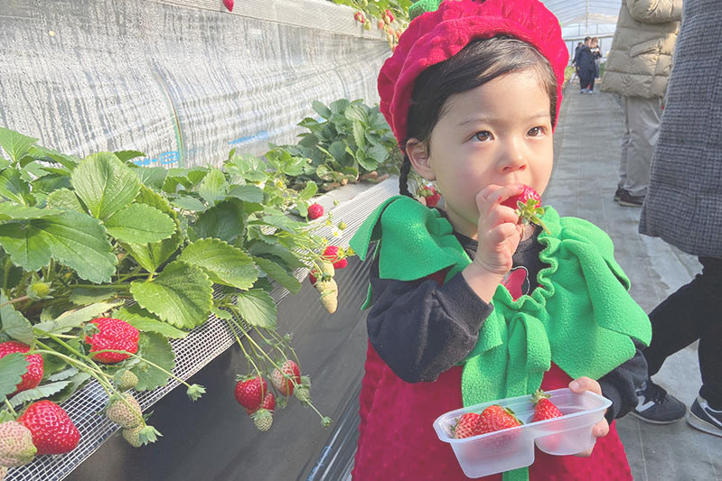 あきらいちご園苺狩り4月
