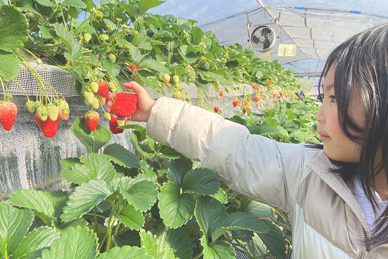 あきらいちご園苺狩り4月