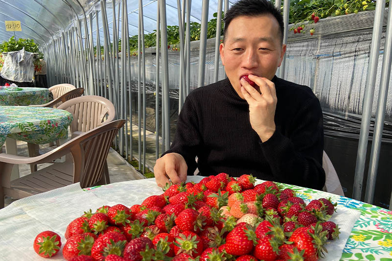 あきらいちご園苺狩り4月