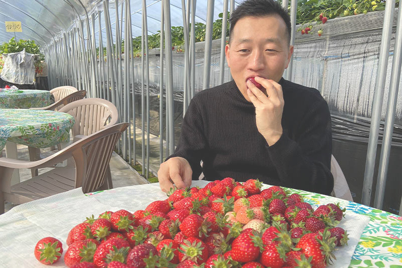 あきらいちご園苺狩り4月