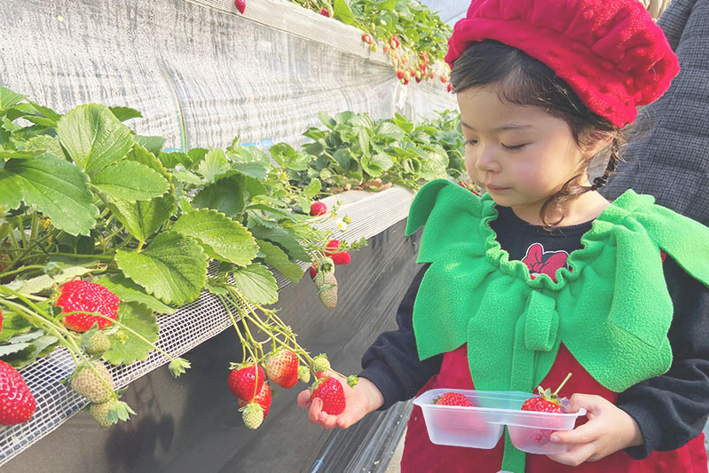 あきらいちご園苺狩り4月