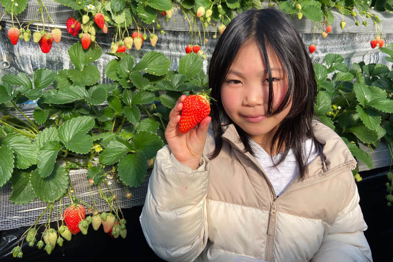 あきらいちご園苺狩り4月