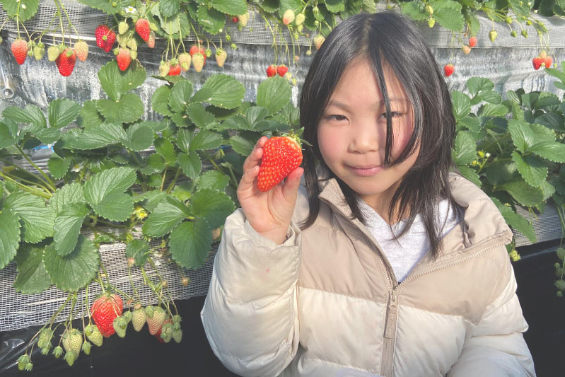 あきらいちご園苺狩り4月
