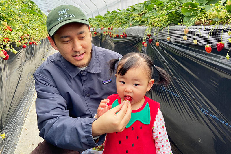 あきらいちご園苺狩り4月