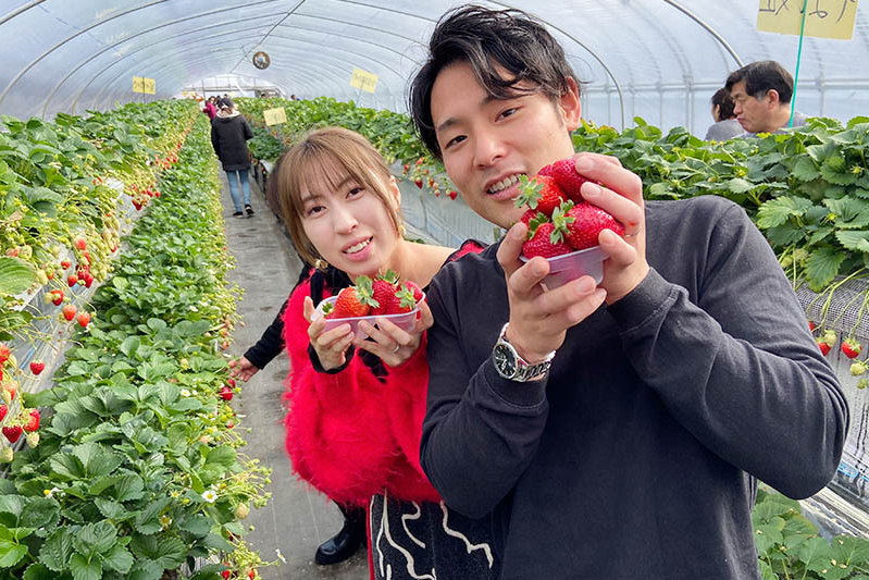 あきらいちご園苺狩り4月