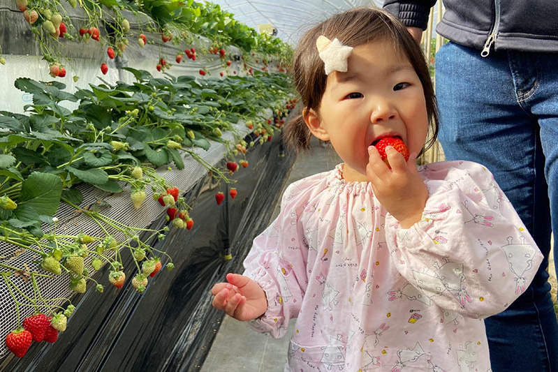 あきらいちご園苺狩り4月