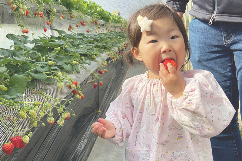 あきらいちご園苺狩り4月