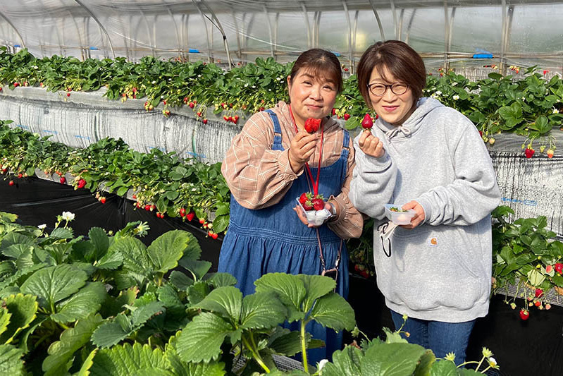 あきらいちご園苺狩り4月