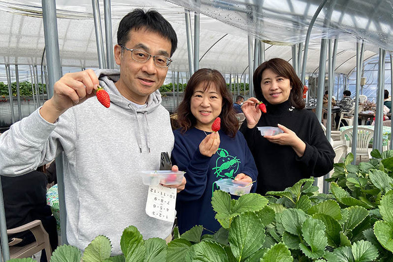 あきらいちご園苺狩り4月