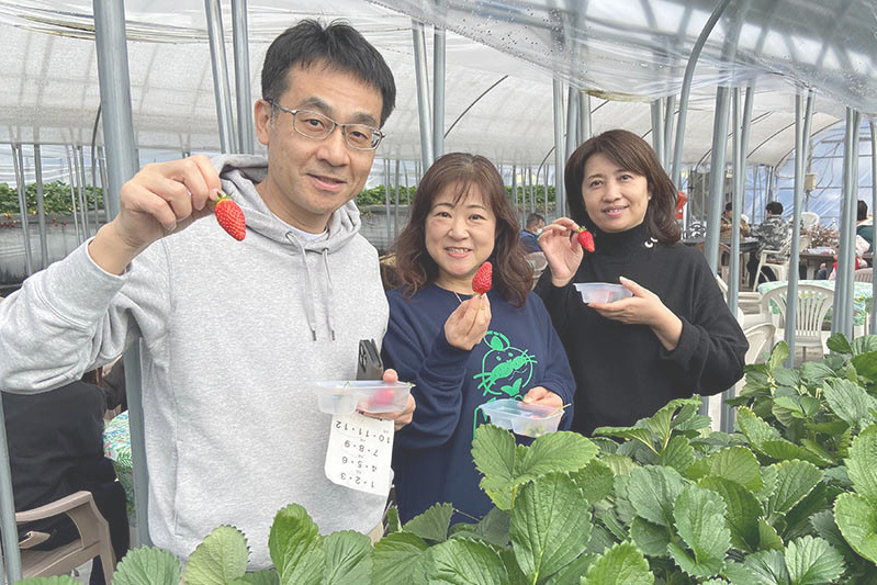 あきらいちご園苺狩り4月