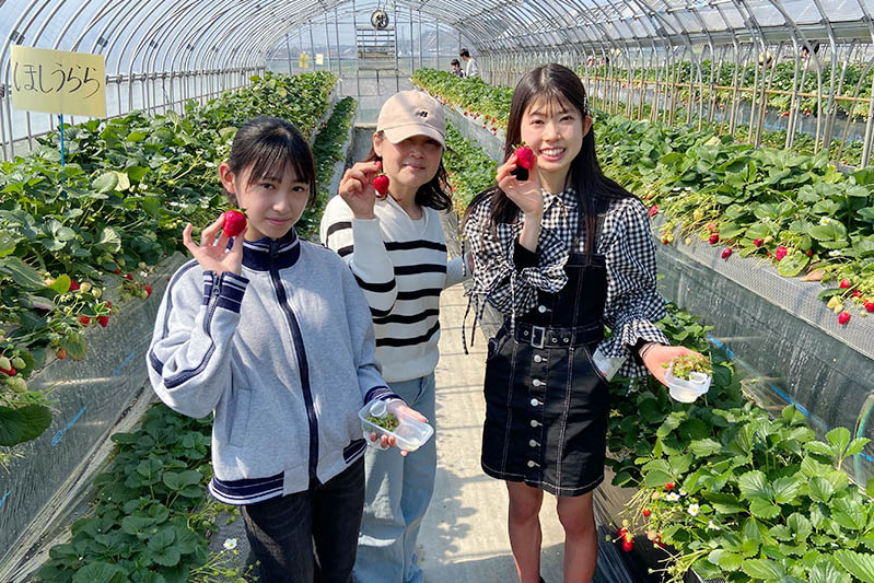 あきらいちご園苺狩り4月