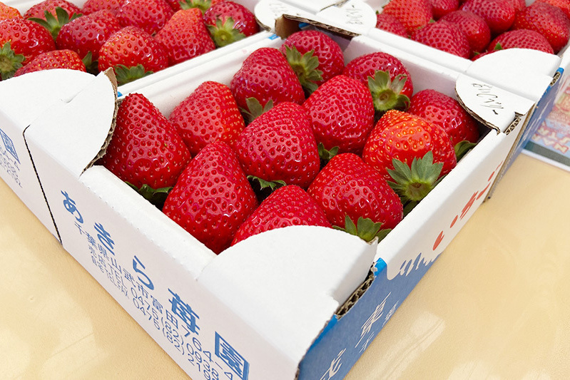 あきらいちご園苺狩り4月