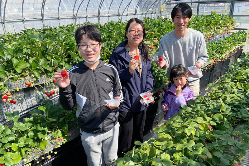 あきらいちご園苺狩り4月