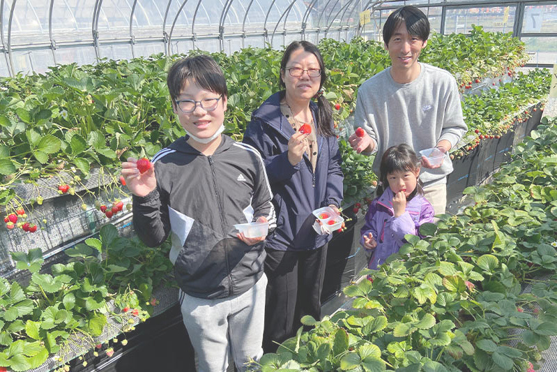 あきらいちご園苺狩り4月